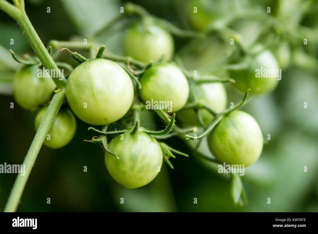Green Cherry Tomaten Stockfoto