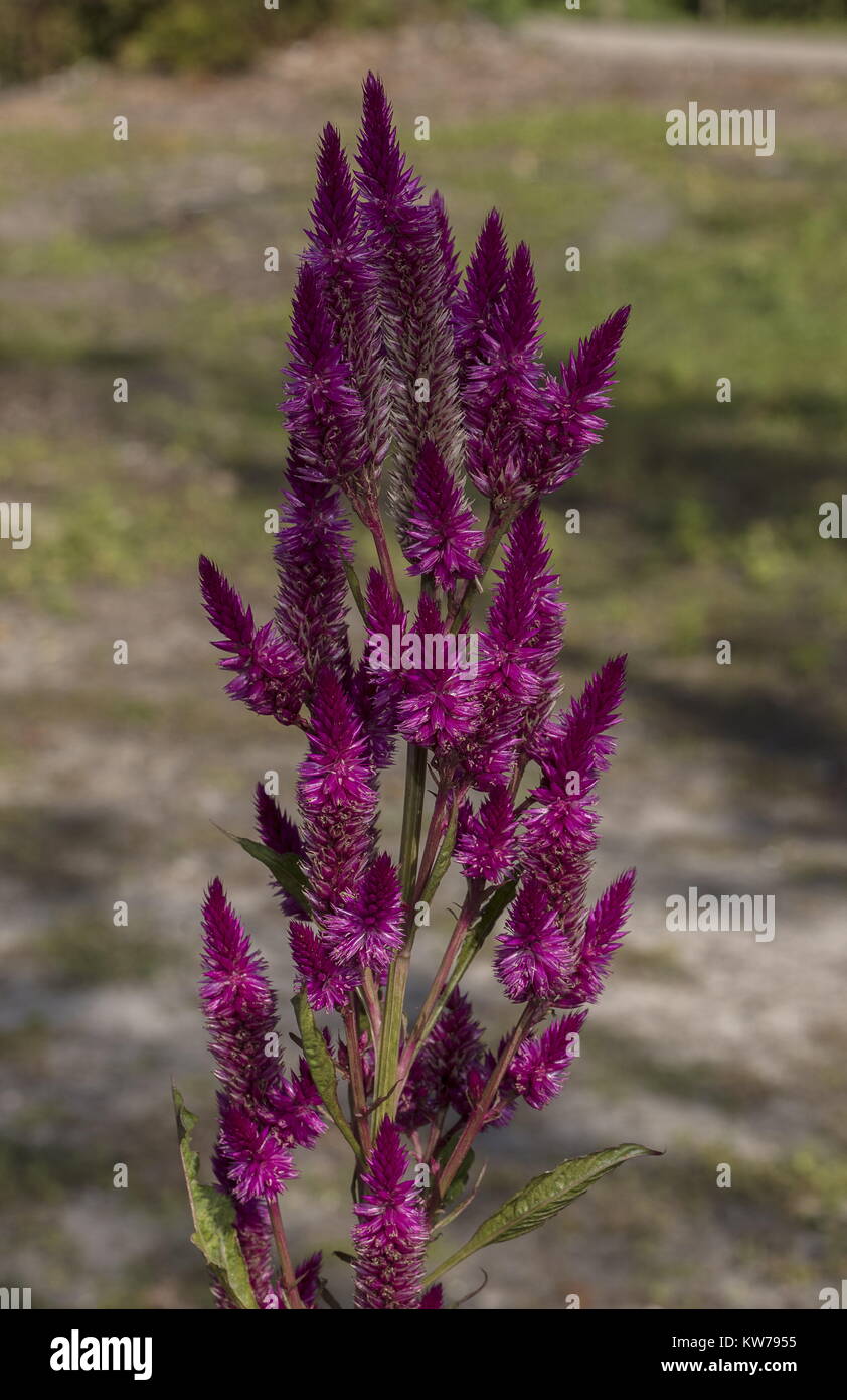 Wheatstraw Celosia oder Flamingo Federn, Celosia spicata, in Blüte. Stockfoto