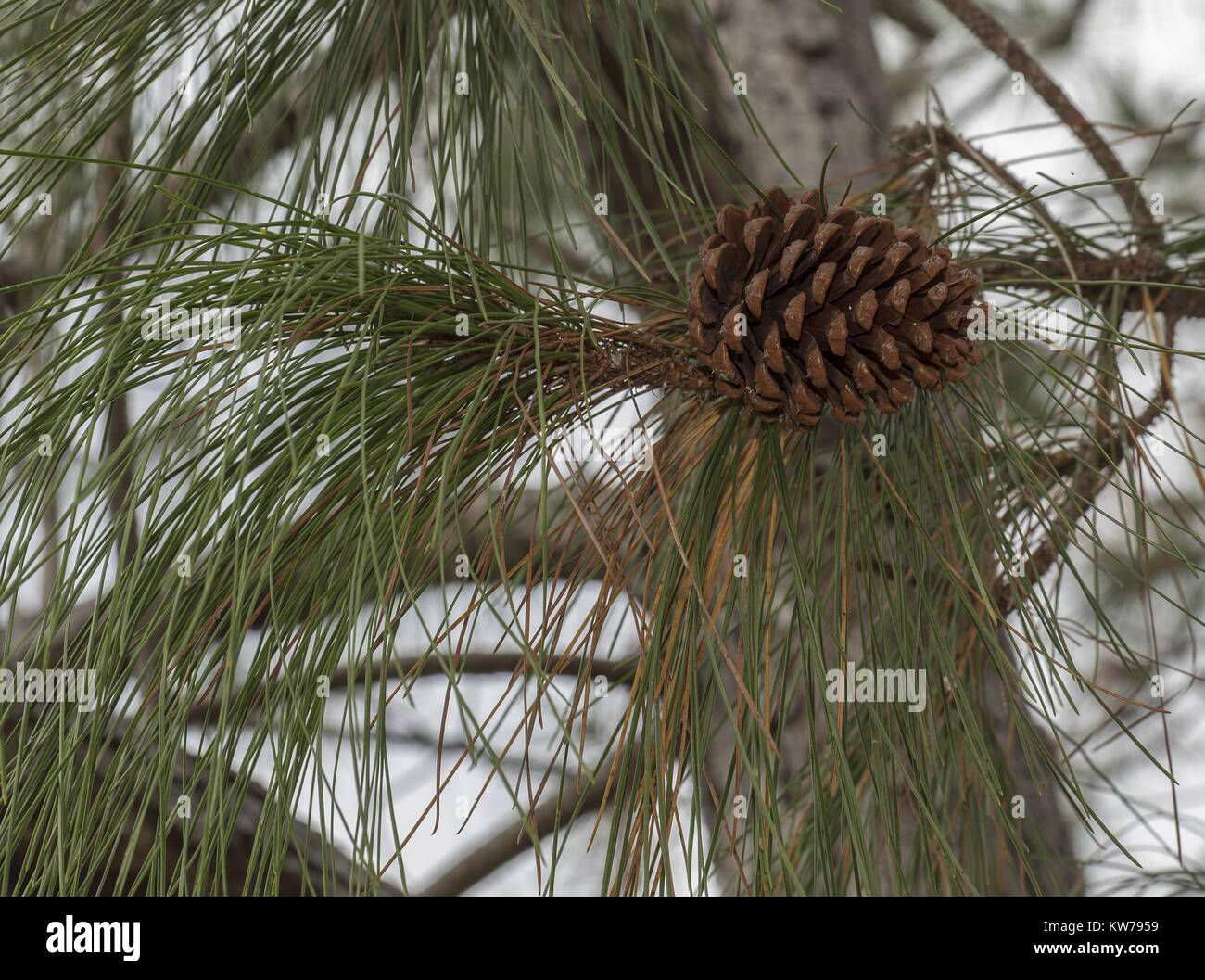Steckkegel und Nadeln von Slash Kiefern, Pinus ellioti; West Florida. Stockfoto