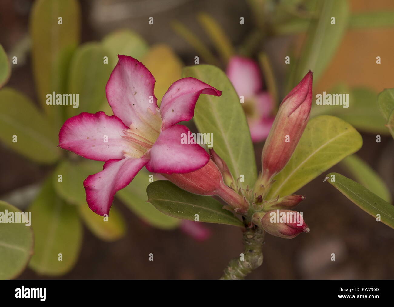 Desert Rose, adeniums obesum, in Blüte; Aus der Sahelzone regioin von Afrika. Stockfoto