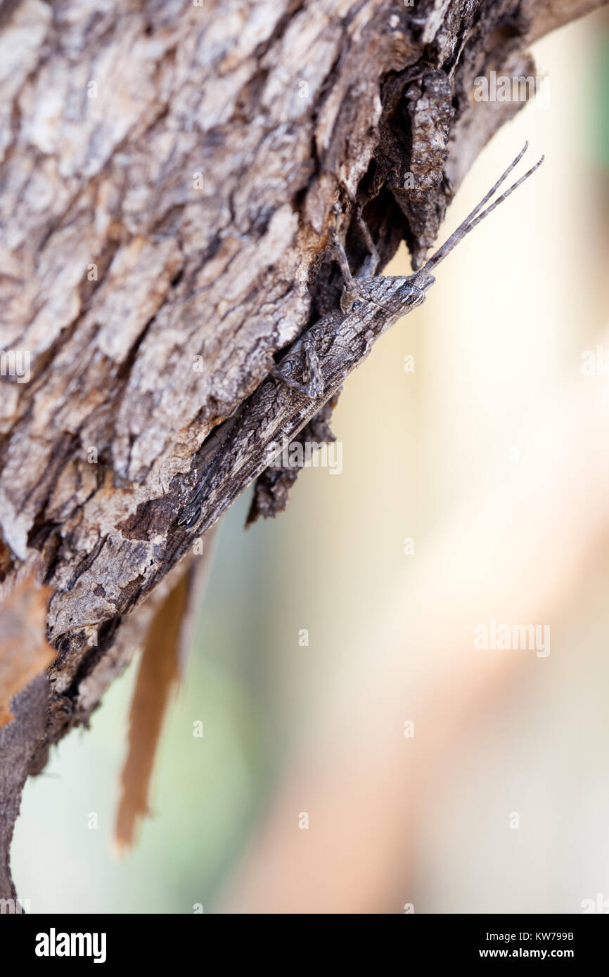 Rinde imitieren, Grasshopper (Coryphistes ruricola) auf dem Baumstamm. Entwood Heiligtum. Sandleton. Murraylands. South Australia. Australien. Stockfoto