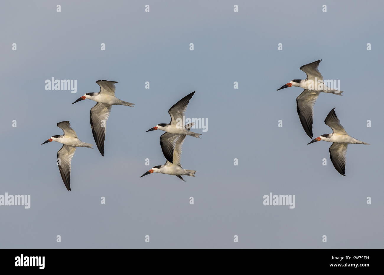 Gruppe von schwarzen Schaumlöffel, Rynchops niger, im Flug; Fort Island Gulf Beach, West Florida. Stockfoto