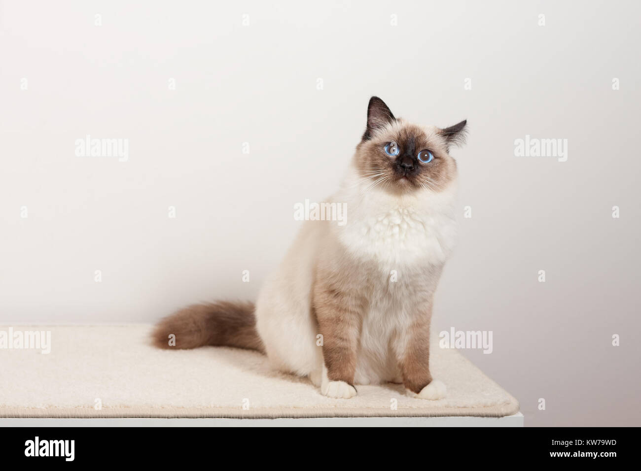 Ein Seal Point Birma Katze, 9 Monate altes Kätzchen, Mann mit blauen ...