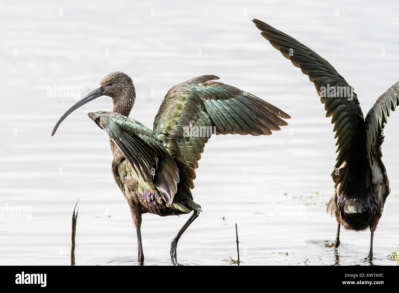 White-faced Ibis, Ellis Creek Water Recycling Anlage Stockfoto