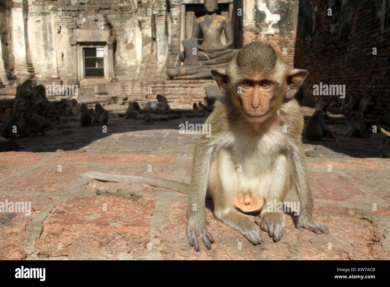 Kleiner Affe an der Wand in Phra Prang Sam Yot, Lop Buri, Thailand Stockfoto