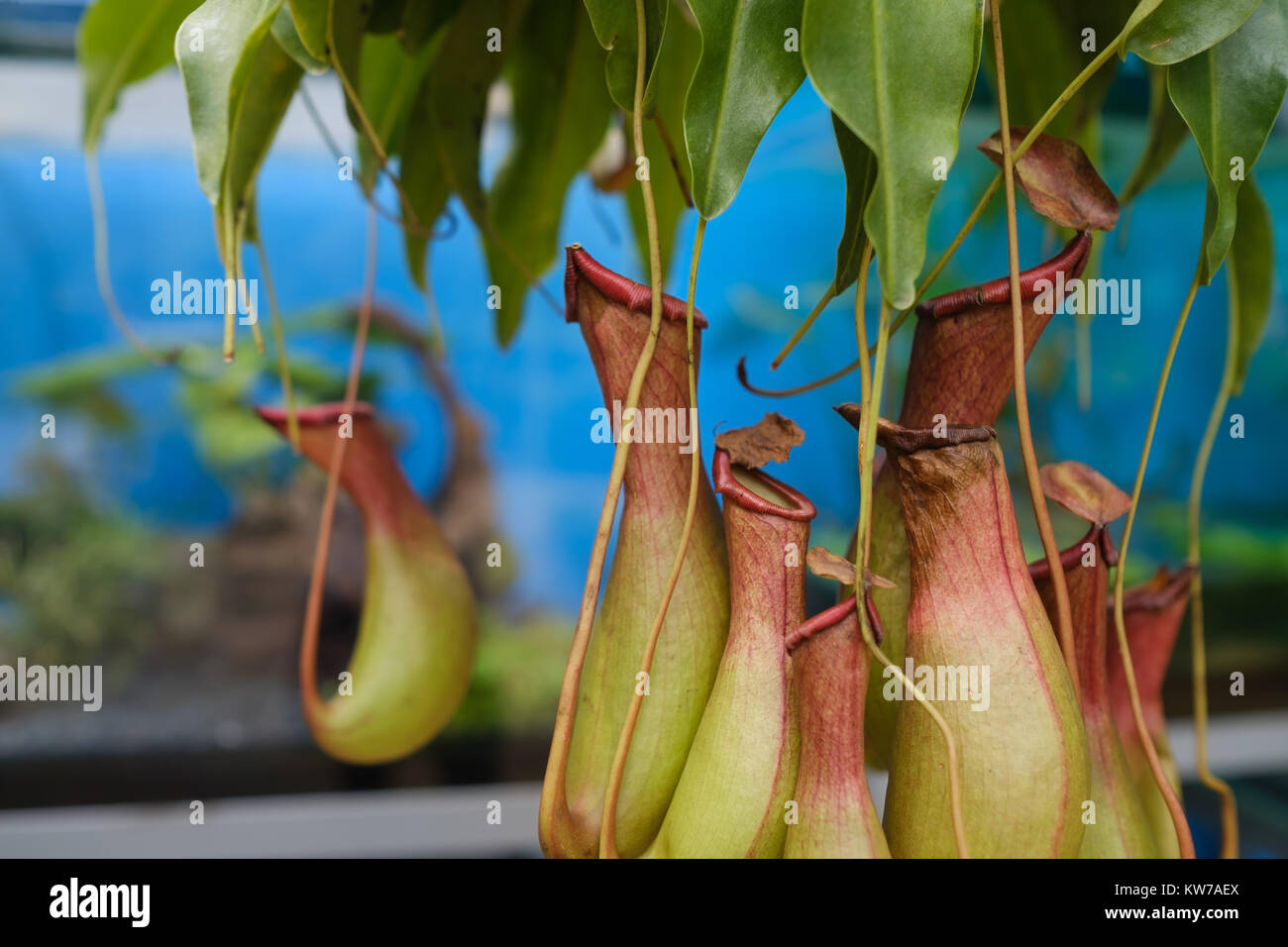 Nepenthes Anlage. Interessantes fliegenfalle Anlage Stockfoto