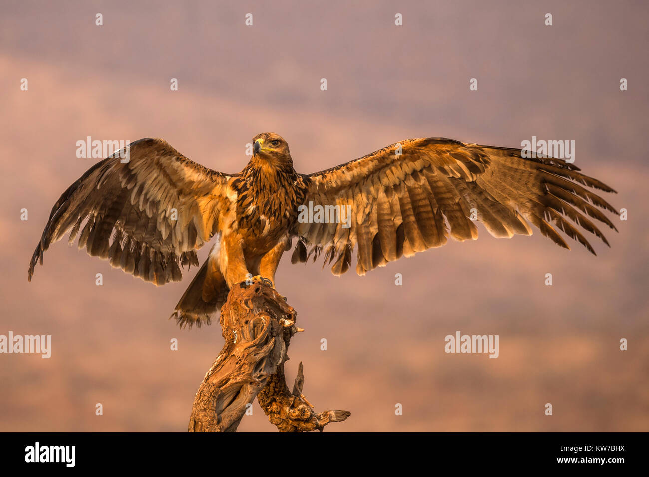 Tawny Eagle (Aquila rapax), Zimanga Private Game Reserve, KwaZulu-Natal, Südafrika, September 2017 Stockfoto