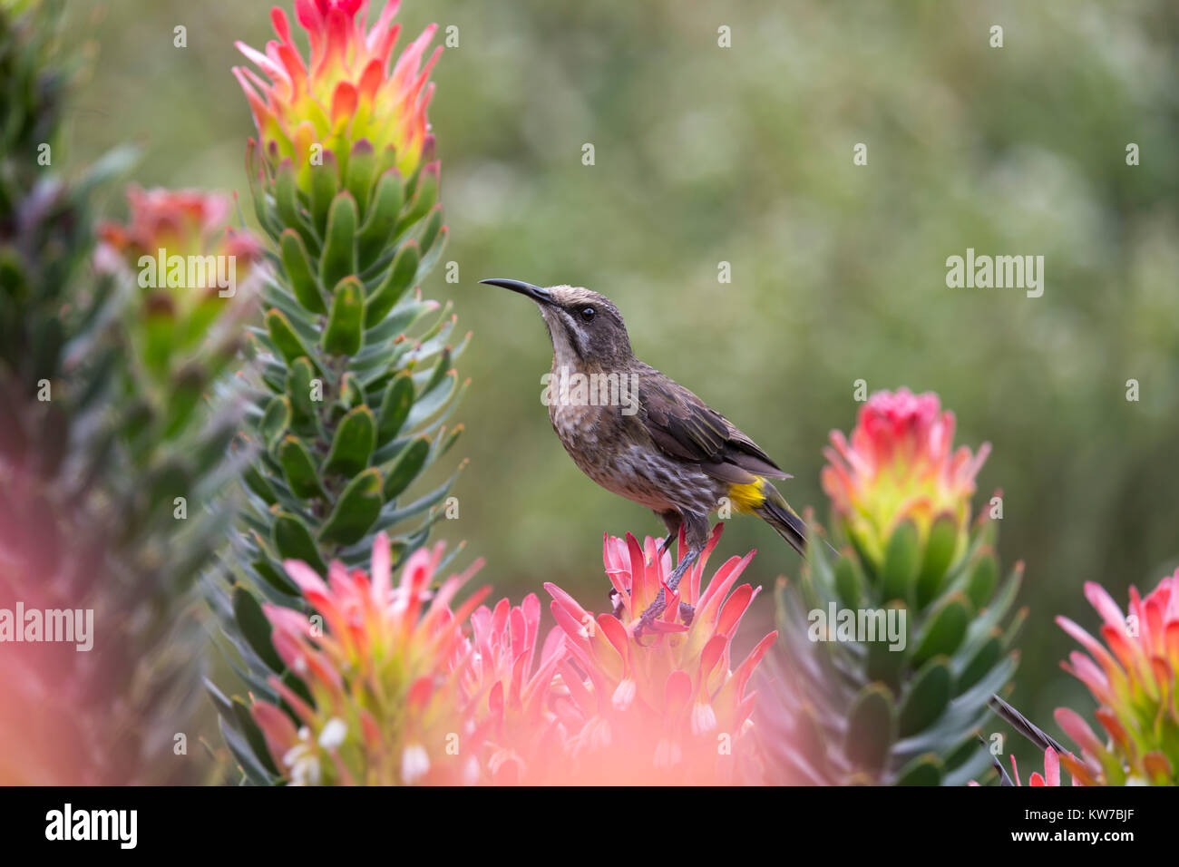 Cape sugarbird (Promerops cafer), Kirstenbosch Botanical Gardens, Cape Town, South Africa, September 2017 Stockfoto