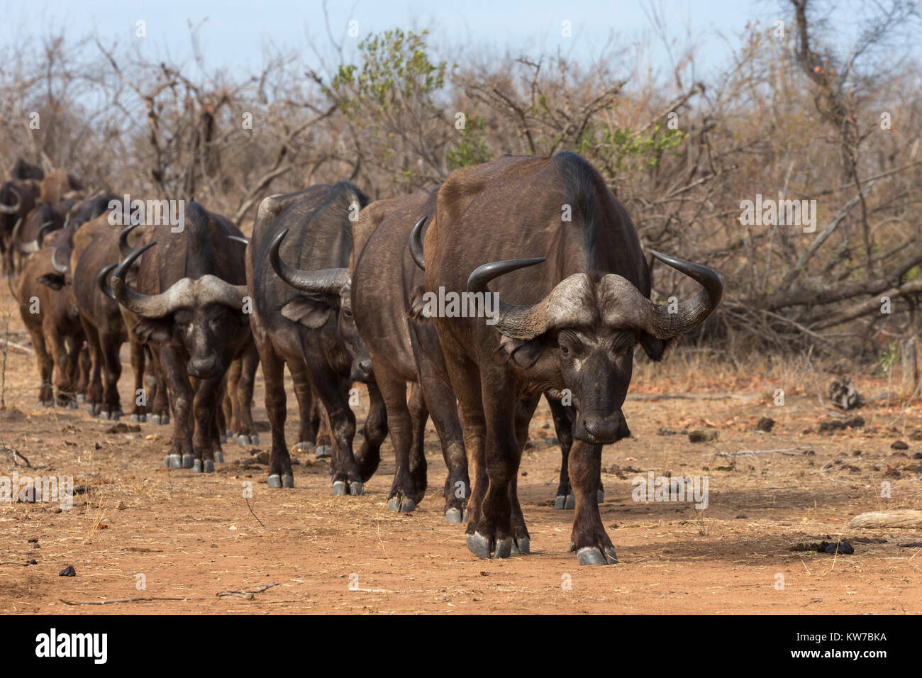 Kaffernbüffel (Syncerus Caffer) Herde, Krüger Nationalpark, Südafrika, September 2016 Stockfoto