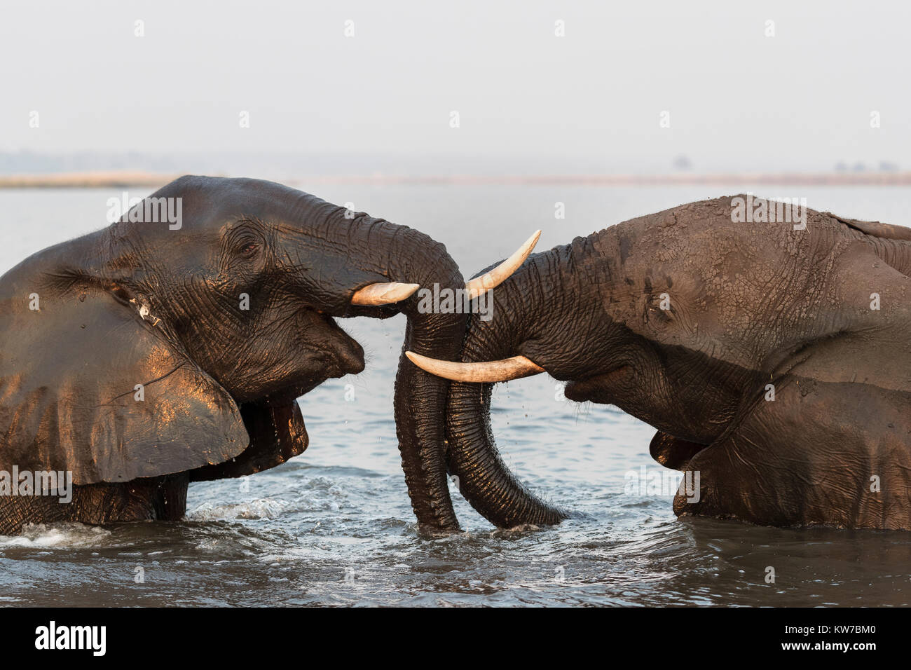 Afrikanische Elefanten (Loxodonta africana) playfighting, Chobe River, Botswana, September 2017 Stockfoto