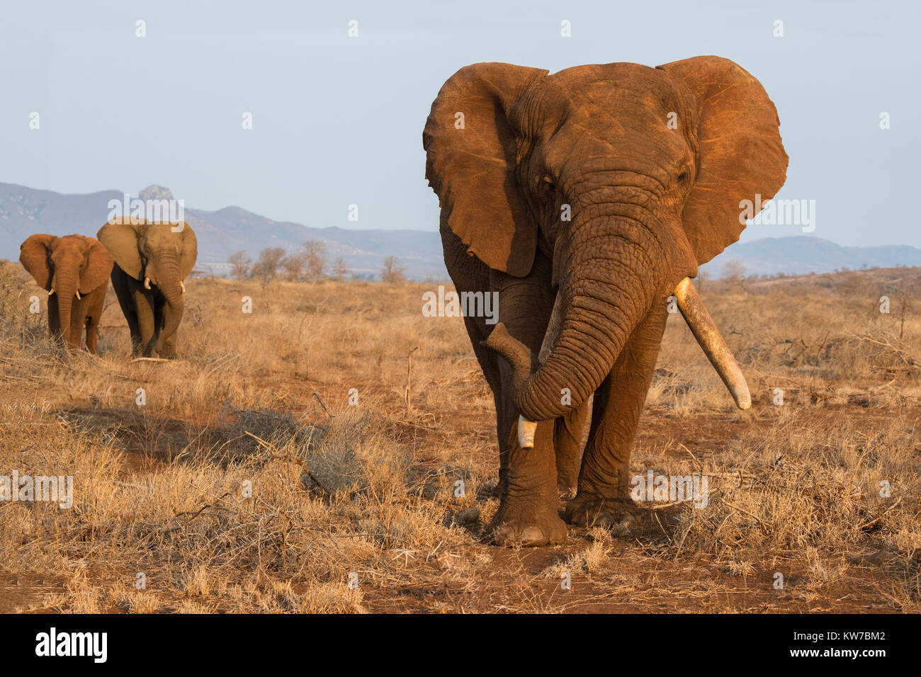 Afrikanische Elefanten (Loxodonta africana), Zimanga Private Game Reserve, KwaZulu-Natal, Südafrika, September 2017 Stockfoto