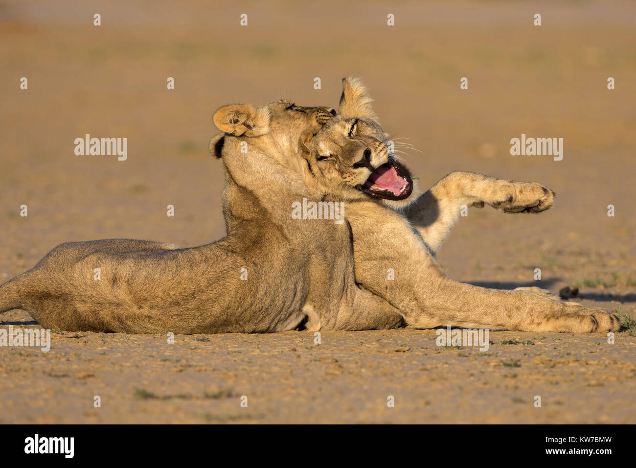 Junge Löwen (Panthera Leo) spielen, Kgalagadi Transfrontier Park, Northern Cape, South Africa, Februar 2017 Stockfoto