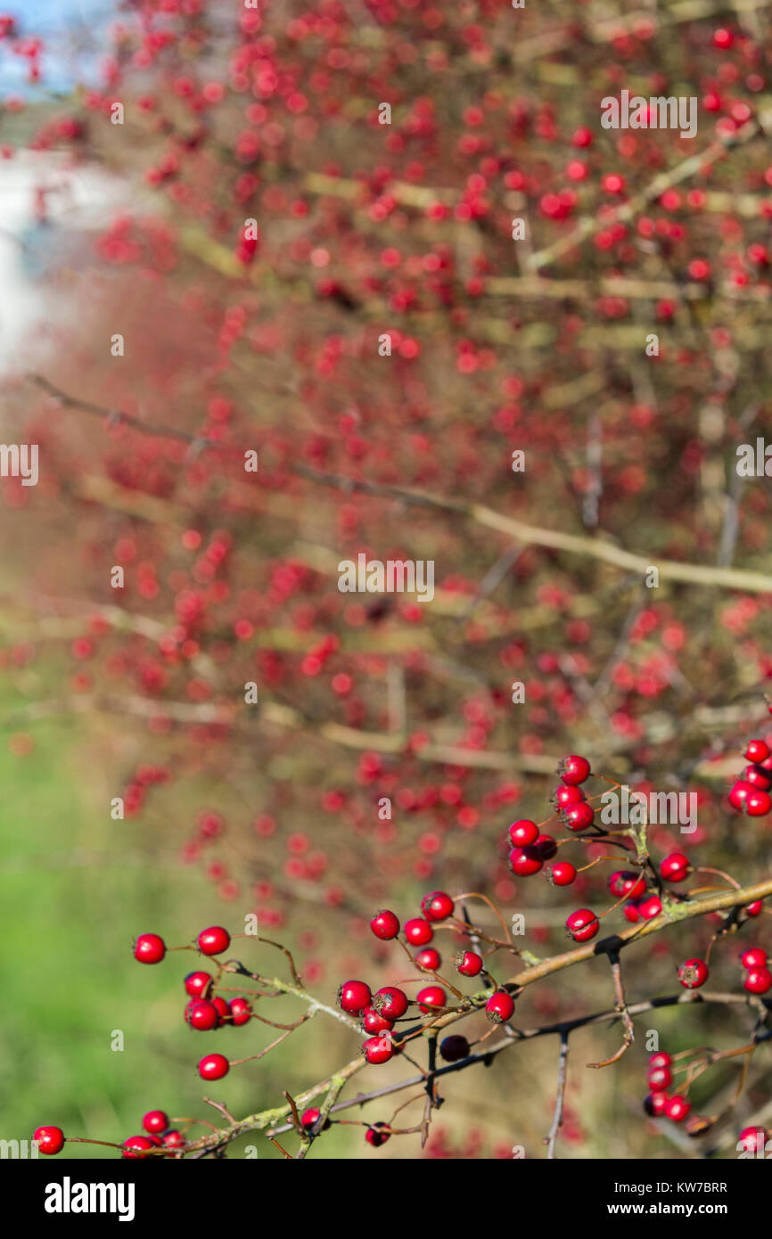 Weißdorn (Rosa moschata) Beeren, Wildgeflügel und Caerlaverock Wetland Vertrauen finden, Dumfries and Galloway, Schottland, Großbritannien, November 2017 Stockfoto