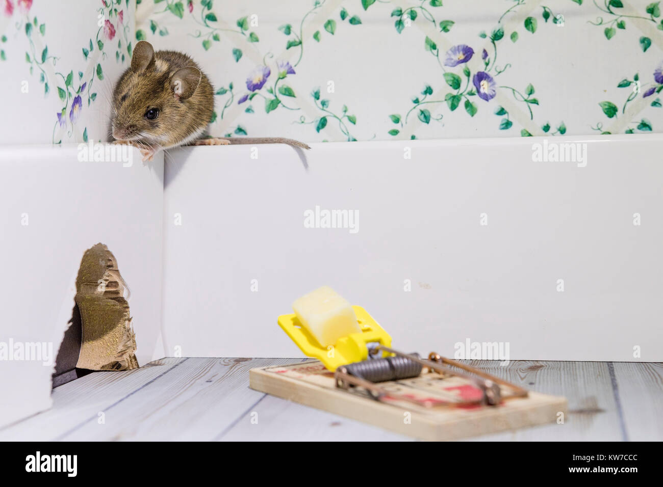 Eine Maus in einen Indoor- Einstellung Stockfoto