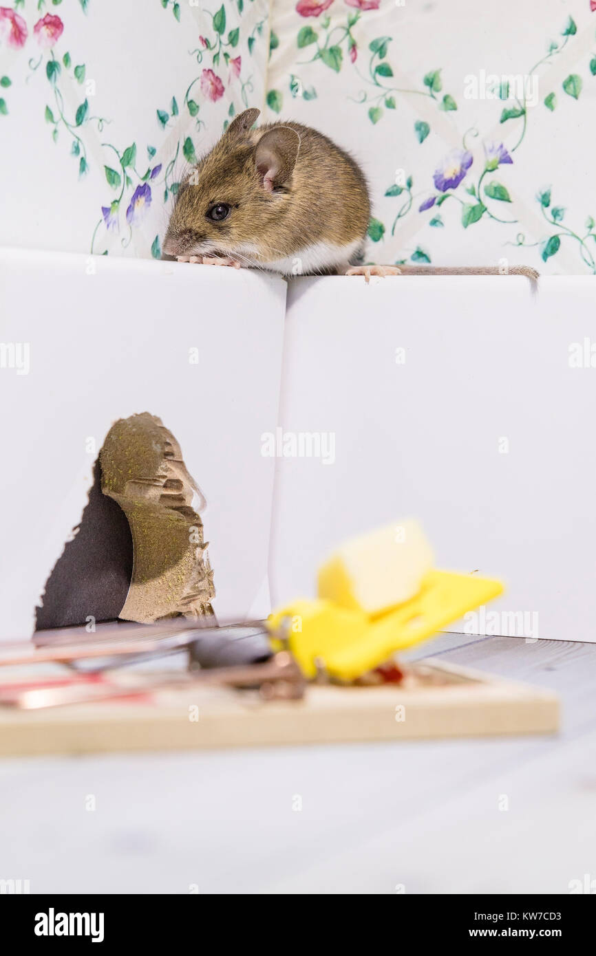 Eine Maus in einen Indoor- Einstellung Stockfoto