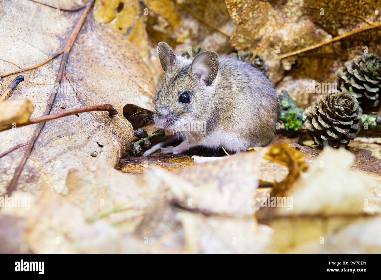 Ein Holz Maus in einem Herbst Waldboden Einstellung (Studio shot) Stockfoto