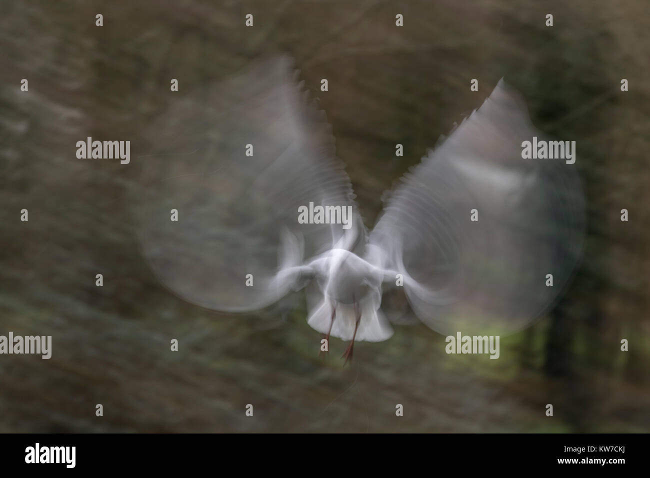 Schwarze Möwe geleitet; Chroicocephalus ridibundus Single im Flug Cornwall, UK Stockfoto