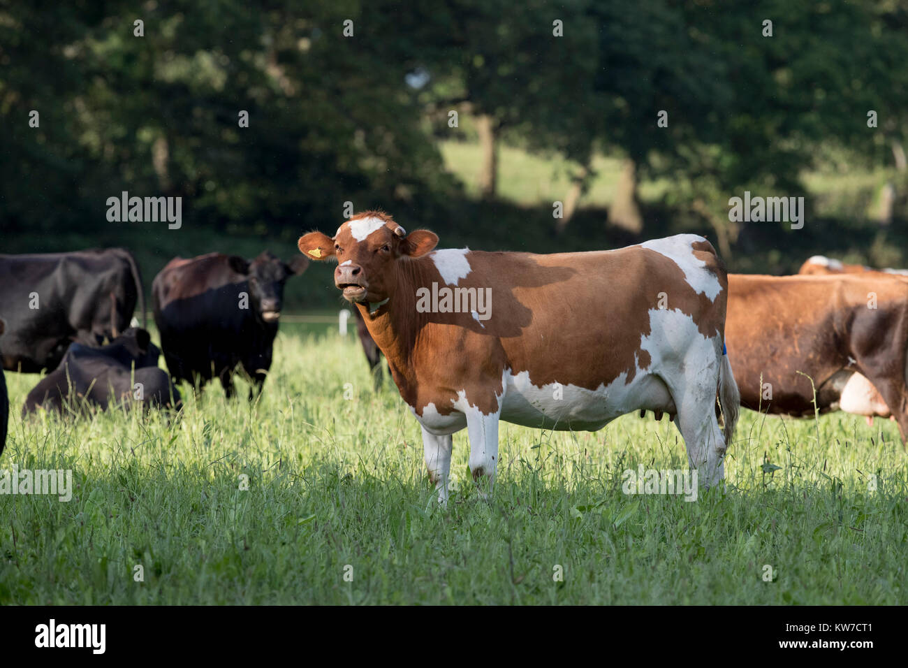 Vieh Woodland Valley Farm Cornwall, UK Stockfoto