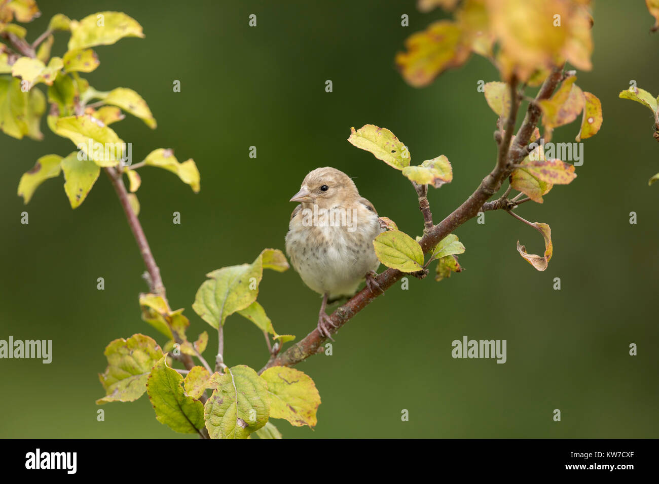 Goldfinch; Carduelis carduelis einzelne Junge auf Crab Apple Tree Cornwall, UK Stockfoto