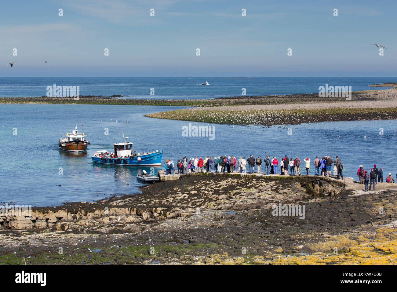 Inner Farne; Ankunft der Touristenboot, Northumberland, Großbritannien Stockfoto