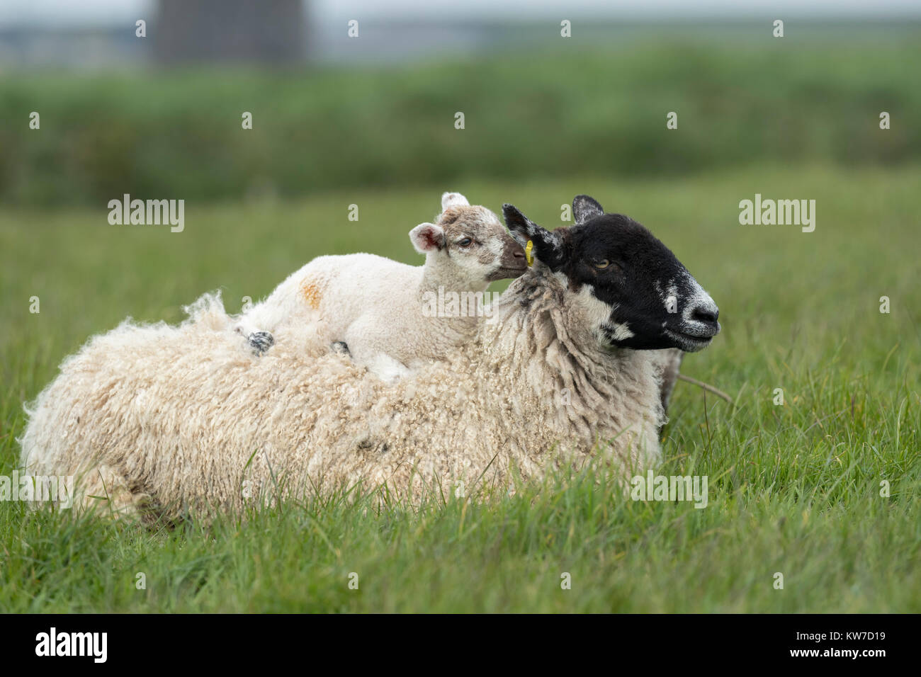 Schaf Schaf mit Lamm liegend auf dem Rücken Devon, Großbritannien Stockfoto