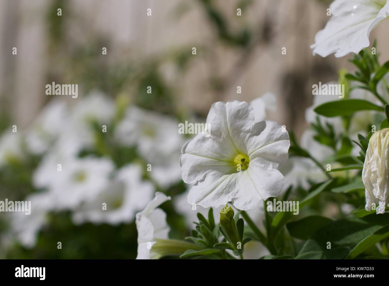 Weiße Petunie Blume Nahaufnahme verschwommenen Hintergrund Stockfoto