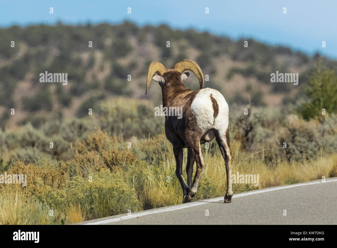 Desert Bighorn Schaf, Ovis canadensis nelsoni, Ram überfahrt-Straße im Bereich der wilden Flüsse Rio Grande del Norte National Monument in der Nähe von Taos, New Mexi Stockfoto