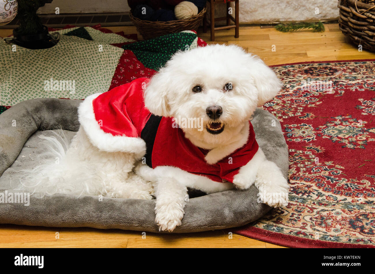 Curly haired lap dog kleine robuste hunderasse Fotos und Bildmaterial