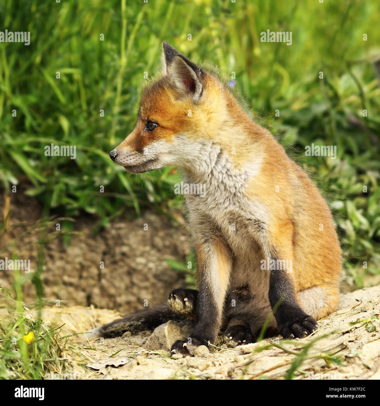 Nahaufnahme der Jungen roten Fuchs in der Nähe der Höhle (Vulpes) Stockfoto