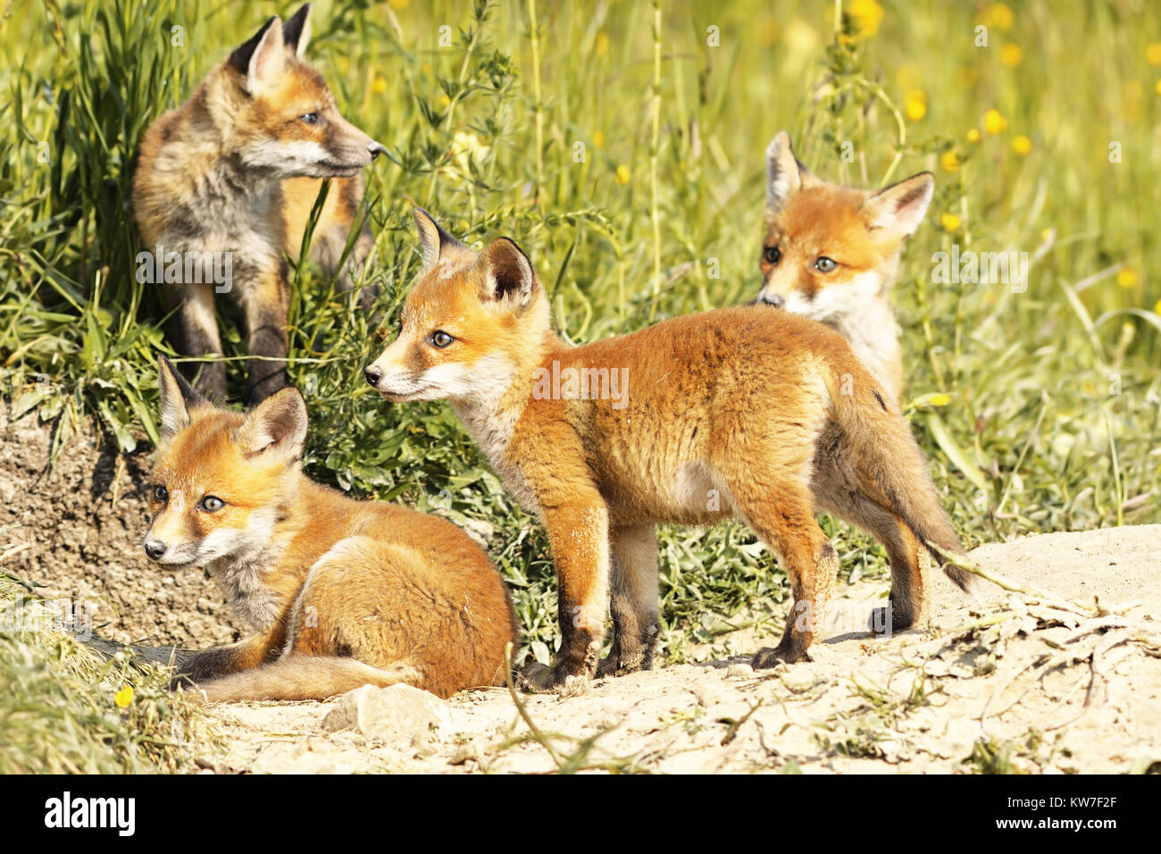 Cute Little Red Fox Cubs in der natürlichen Umwelt (Vulpes) Stockfoto