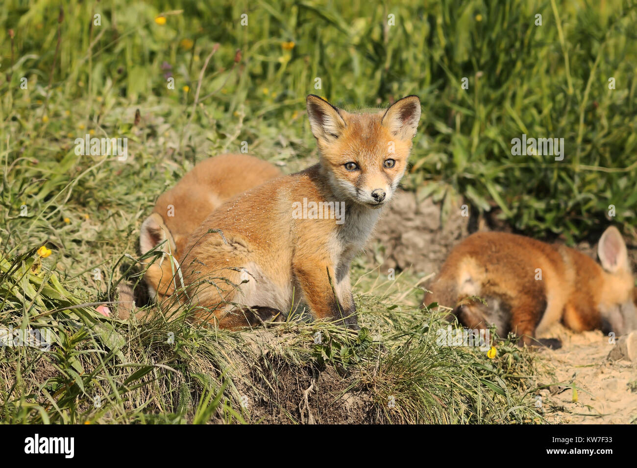 Familie der rote Füchse im natürlichen Lebensraum (Vulpes vulpes) Stockfoto