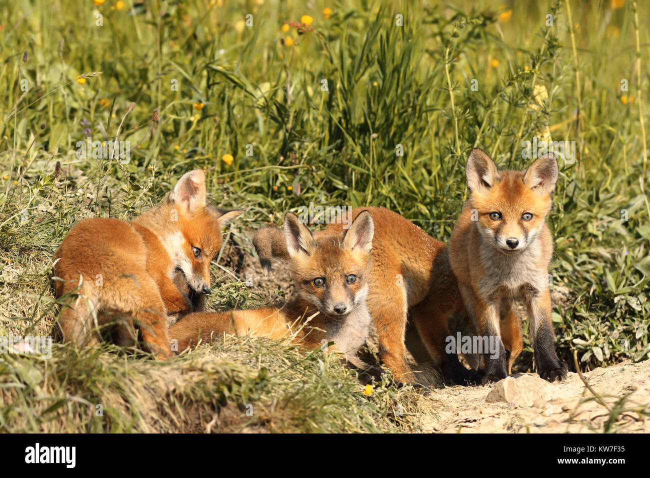 Familie der junge Rote Füchse in der Nähe der Höhle (Vulpes) Stockfoto