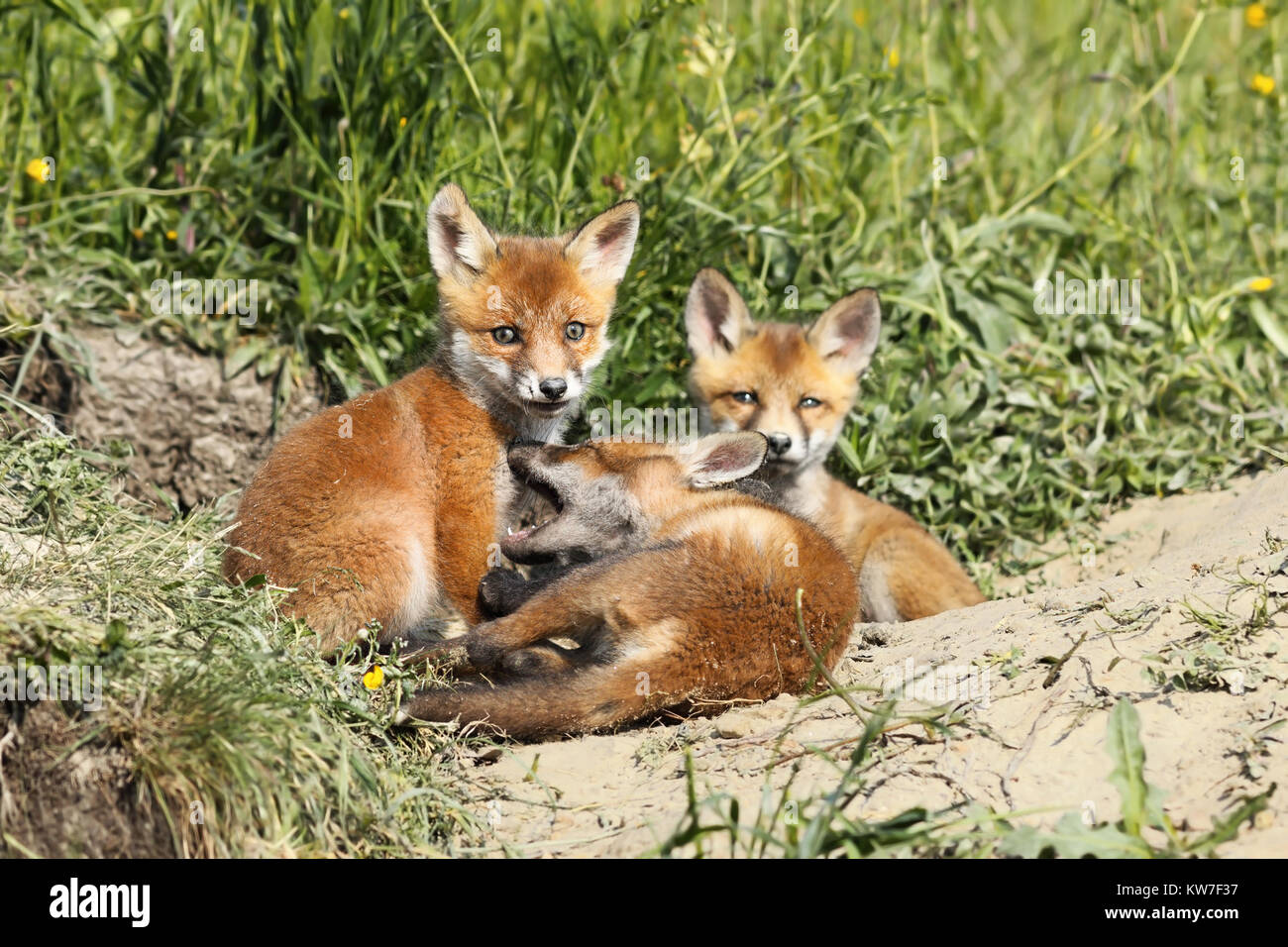 Familie der junge Rote Füchse (Vulpes) beim Spielen in der Nähe der Höhle Stockfoto