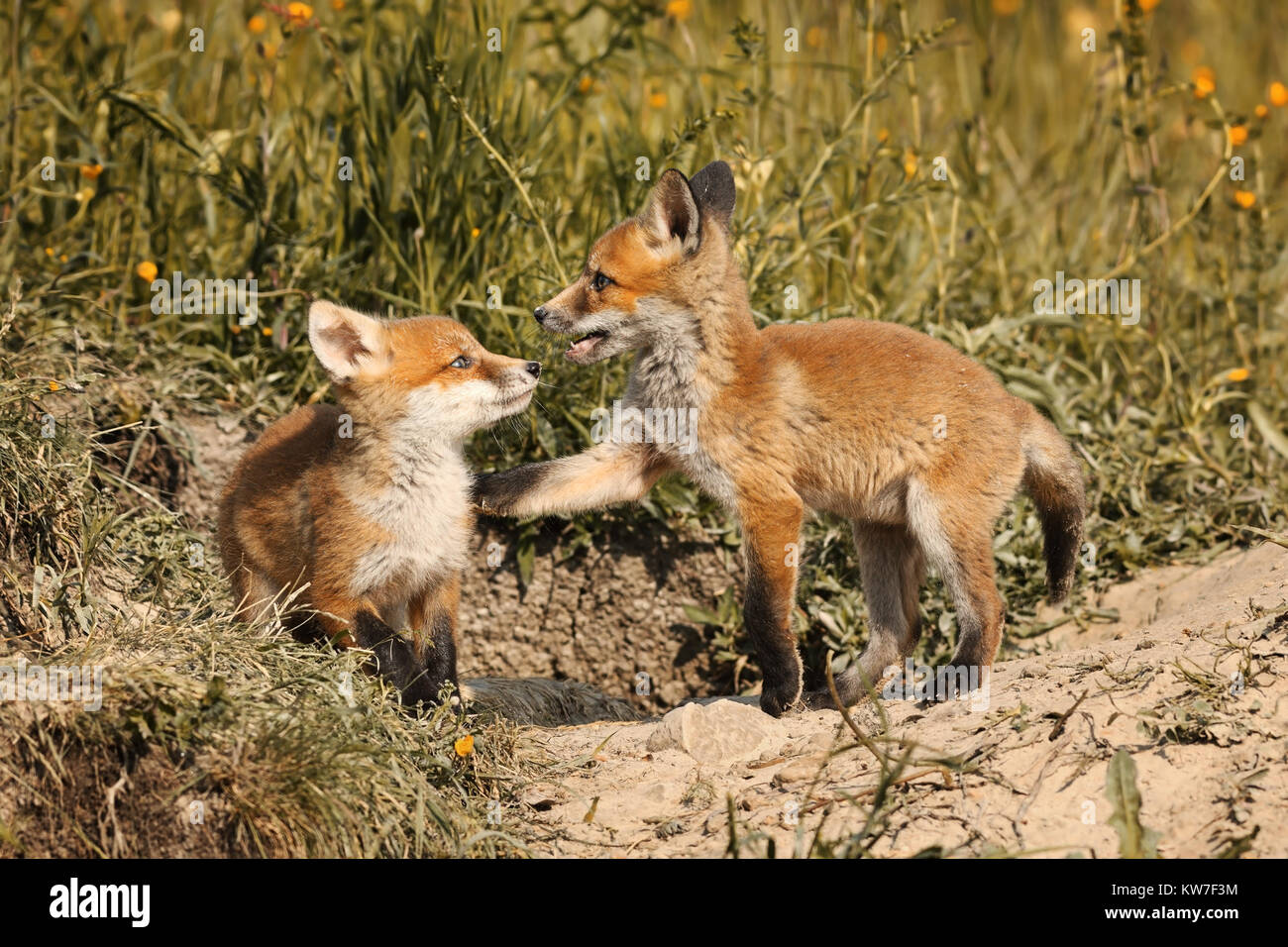 Europäische Red fox Brüder spielen im natürlichen Lebensraum (Vulpes) Stockfoto