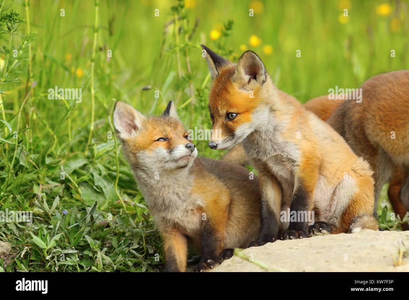 Europäische Red Fox Cubs in natürlichen Lebensraum (Vulpes); wilde Tiere in der Nähe der Höhle im Frühjahr Stockfoto