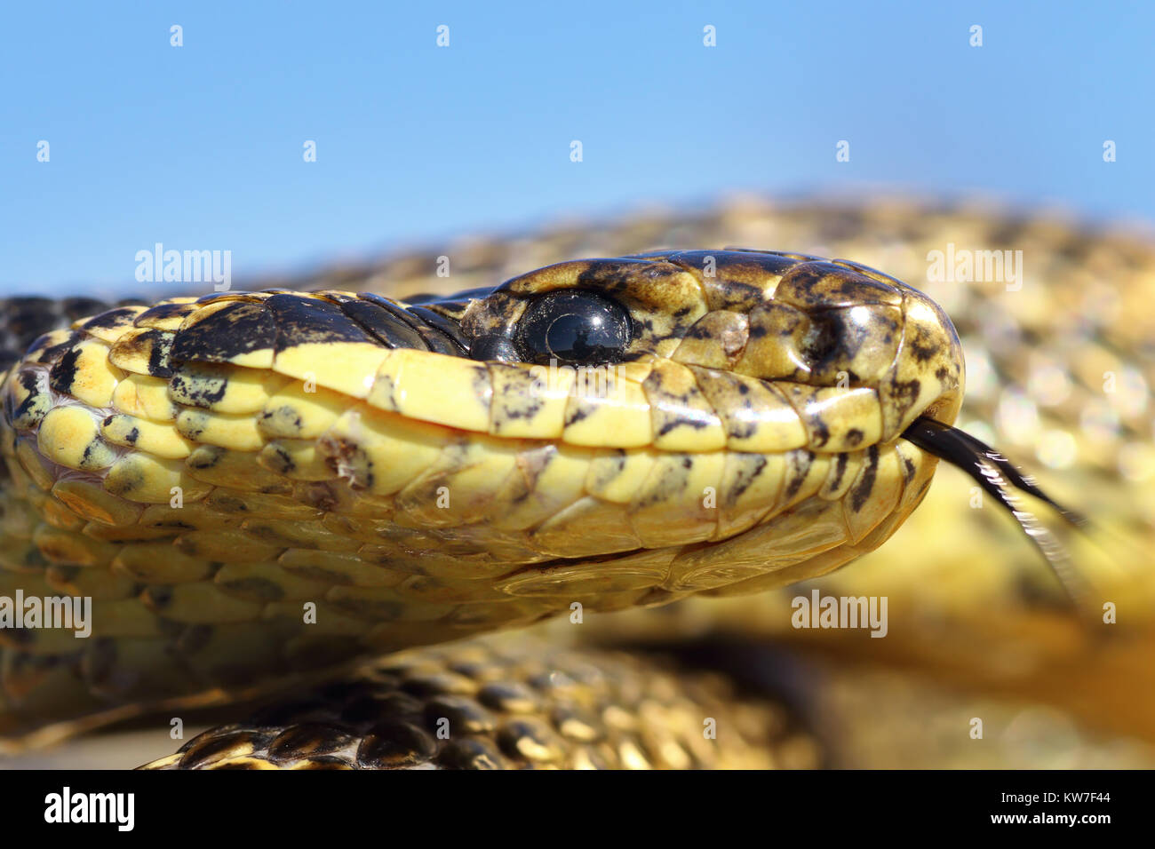 Makro Portrait von gestromt Schlange (elaphe Sauromaten), wilde Reptil in natürlichen Lebensraum fotografiert, Dobrogea, Rumänien Stockfoto