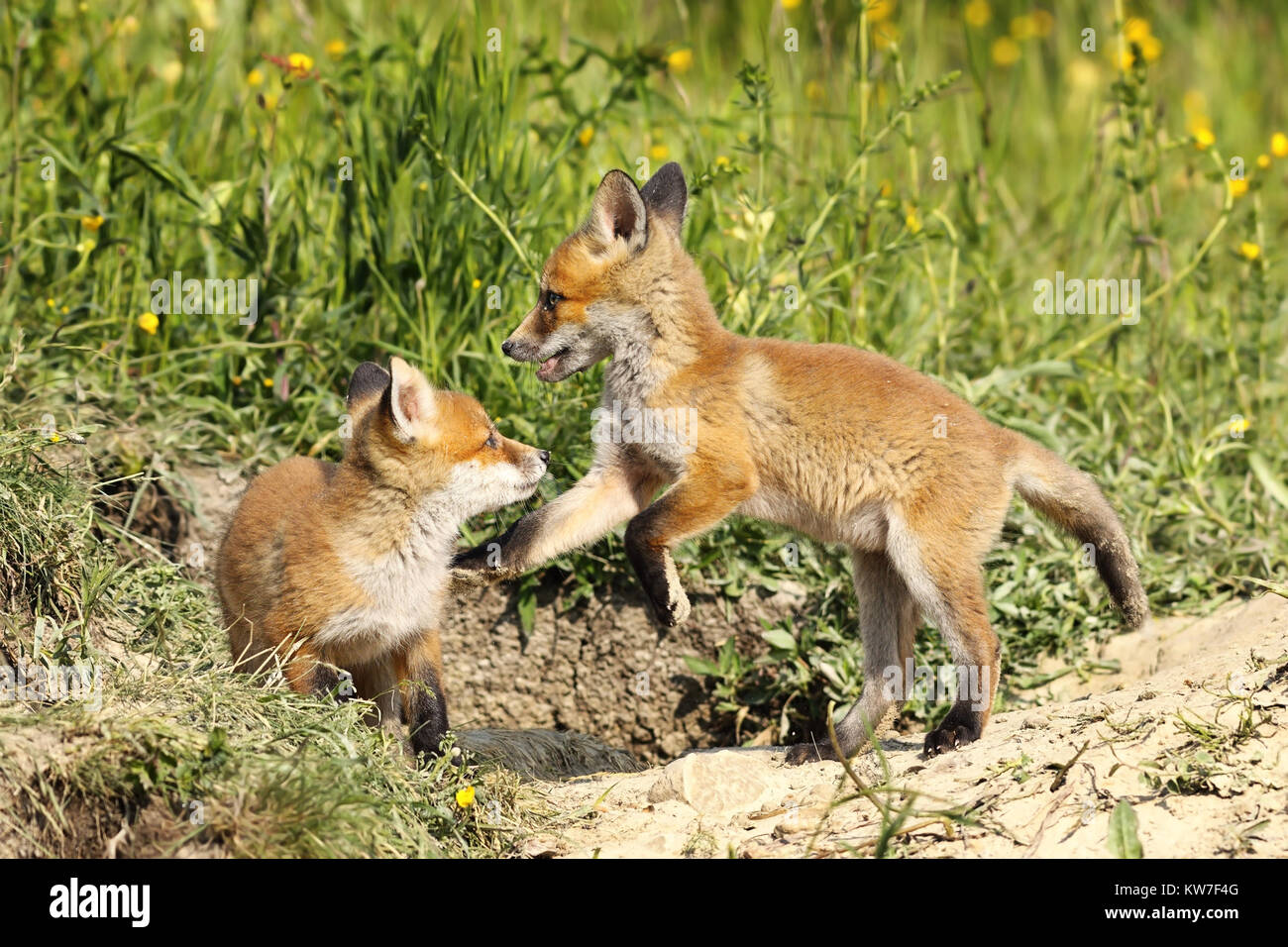 Europäische Red fox Brüder spielen in Clearing (Vulpes) Stockfoto