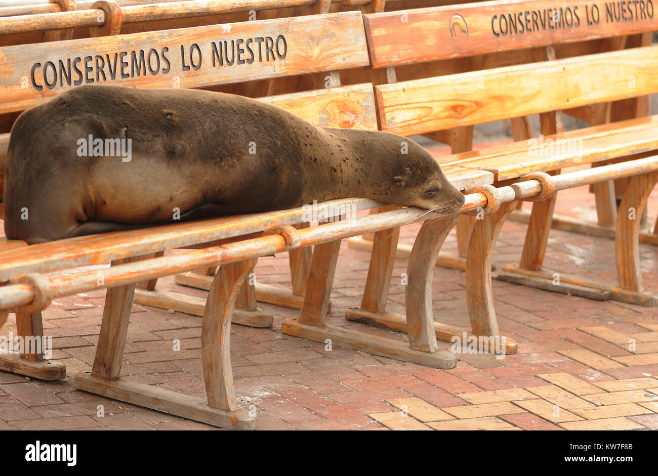 Eine Galápagos-Seelöwe (Zalophus wollebaeki) schläft auf einer schattigen Bank mit der Aufschrift 'Conservemos Lo Nuestro", lassen Sie es uns bewahren, was unser ist. Stockfoto