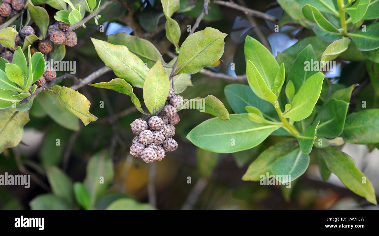 Taste - wie, Früchte der Schaltfläche Mangrove oder Buttonwood (Conocarpus erectus). Puerto Villamil, Isabela, Galapagos, Ecuador Stockfoto