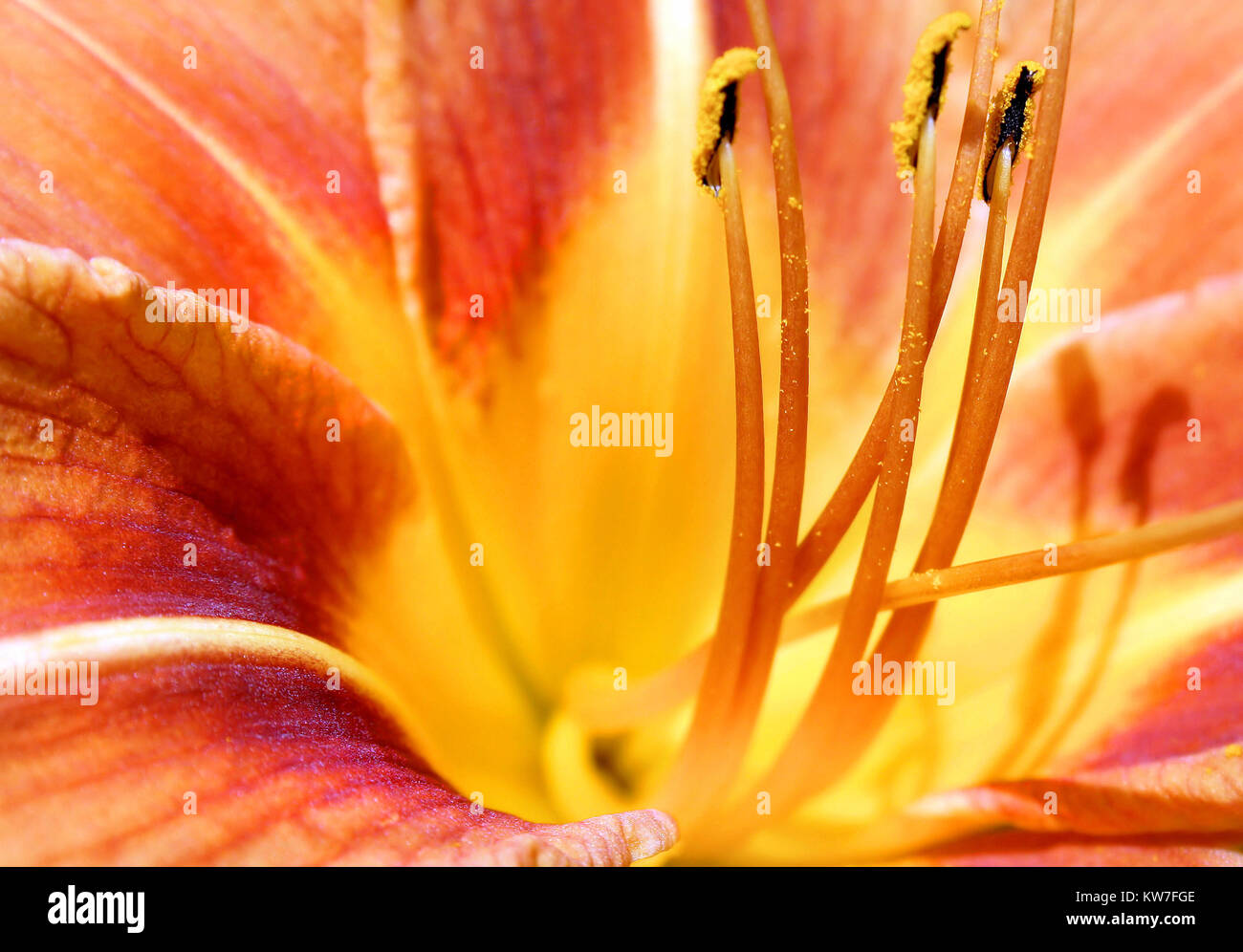 Nahaufnahme der Tag Lily Flower. Goldene Pollen können auf Kolben und staubblatt gesehen werden. Stockfoto