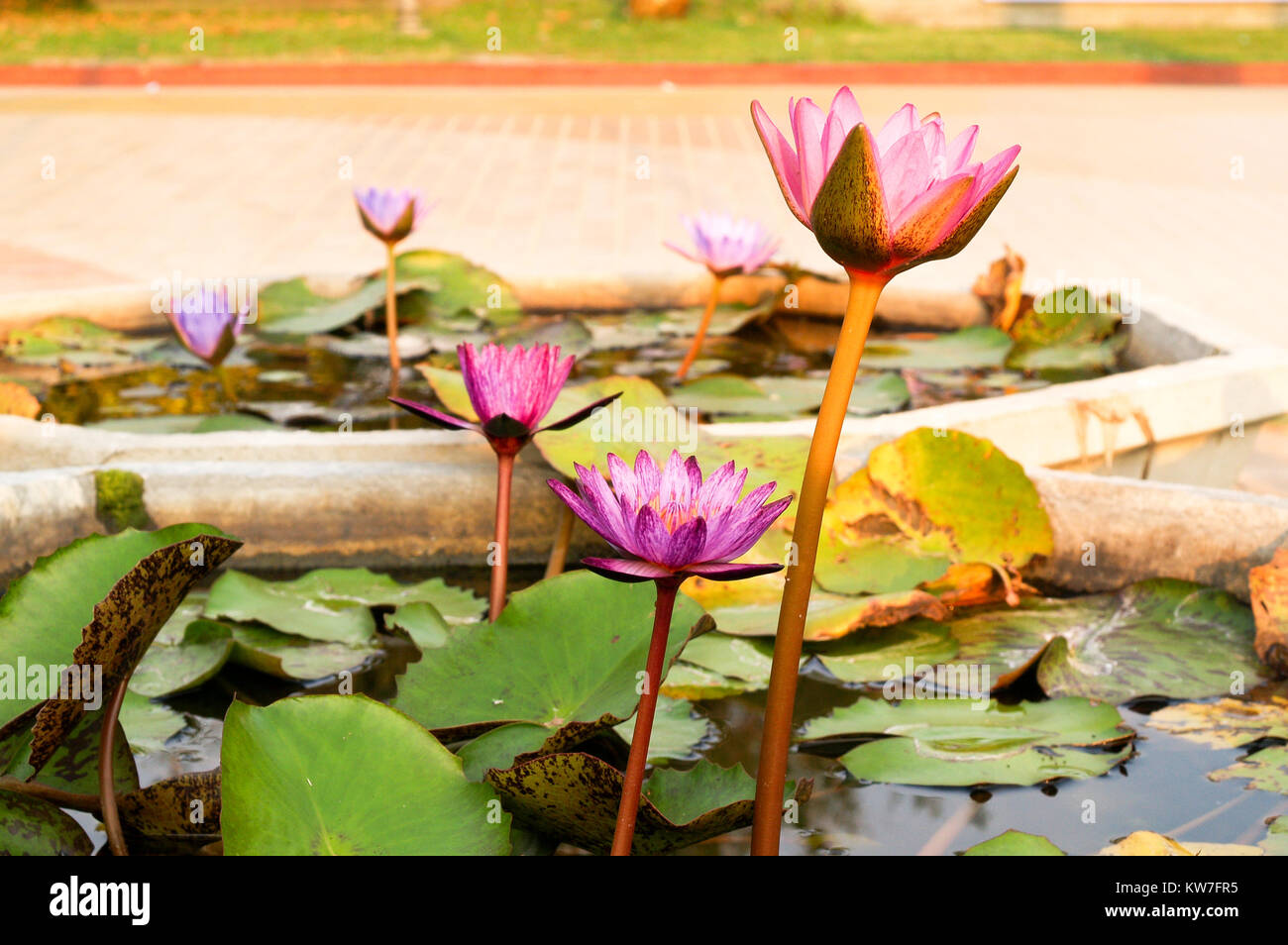 Es gibt viele Lotus Blumen im Teich Stockfotografie Alamy