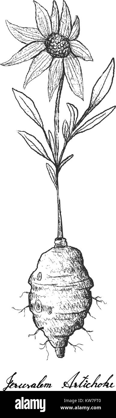 Root und knötchenförmige Gemüse, Illustration Hand gezeichnete Skizze von frischem Topinambur oder Helianthus tuberosus Pflanze isoliert auf weißem Hintergrund. Stock Vektor