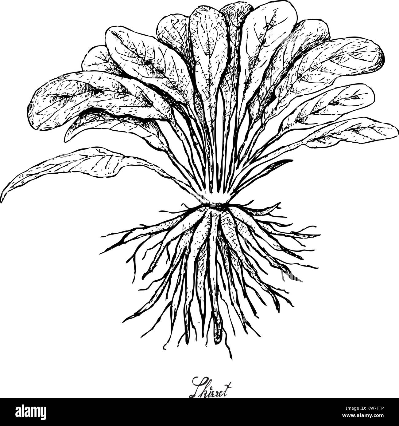 Root und knötchenförmige Gemüse, Illustration Hand gezeichnete Skizze von frischem Skirret oder Sium Sisarum Pflanze isoliert auf weißem Hintergrund. Stock Vektor