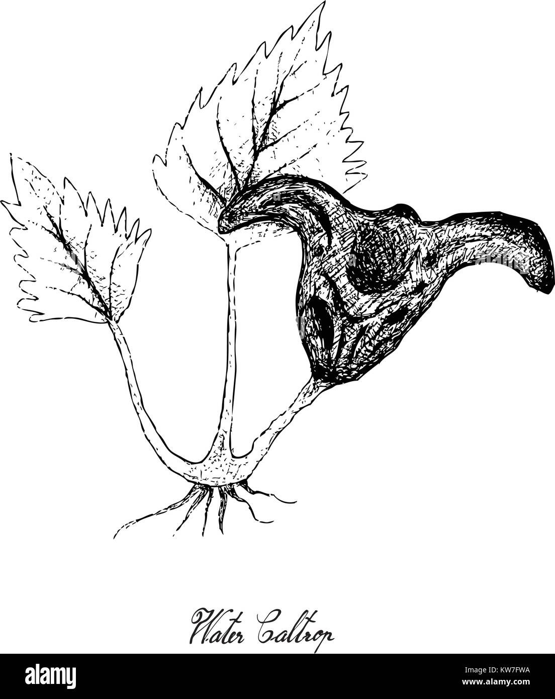 Root und knötchenförmige Gemüse, Illustration Hand gezeichnete Skizze von Wasser Caltrop oder Trapa natans Anlage auf weißem Hintergrund. Gute Quelle für Ballaststoffe, Stock Vektor