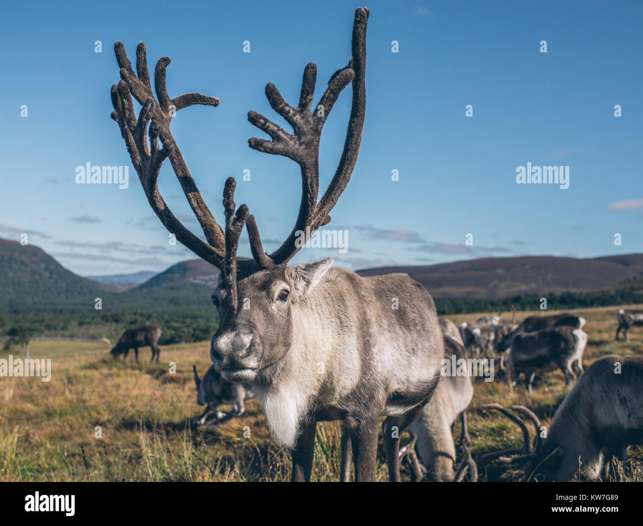 Rentiere ir schöne bunte Herbstlandschaft in Schottland Stockfoto