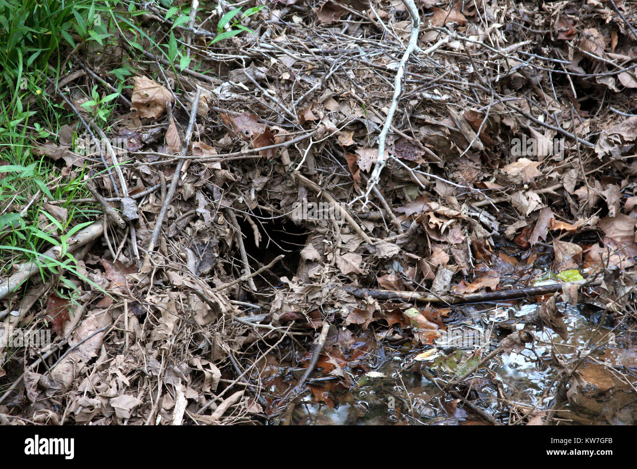 Der Biber Loch in's River Bank Stockfoto