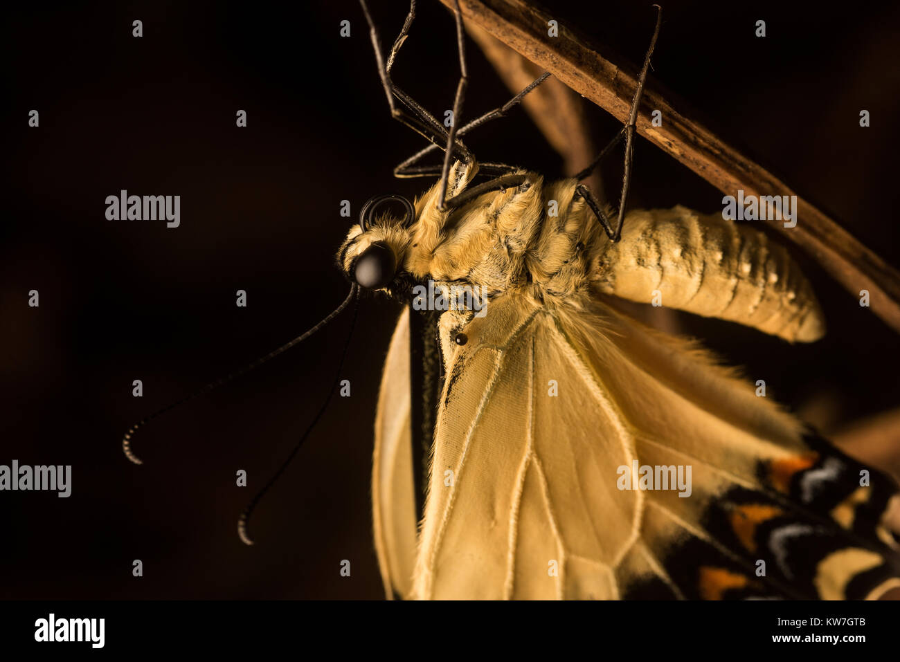 Ein Schwalbenschwanz Schmetterling (Familie der Papilionidae) Trocknen nach dem aufstrebenden aus seinem Kokon in der Kolumbianischen Amazon. Stockfoto
