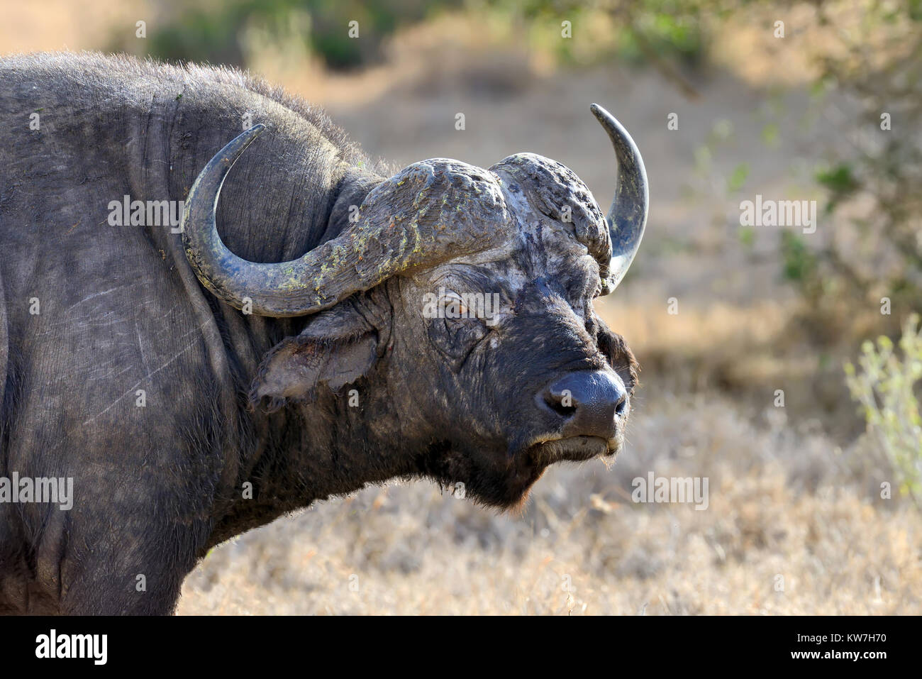 Wild African Buffalo Stier. Afrika, Kenia Stockfoto