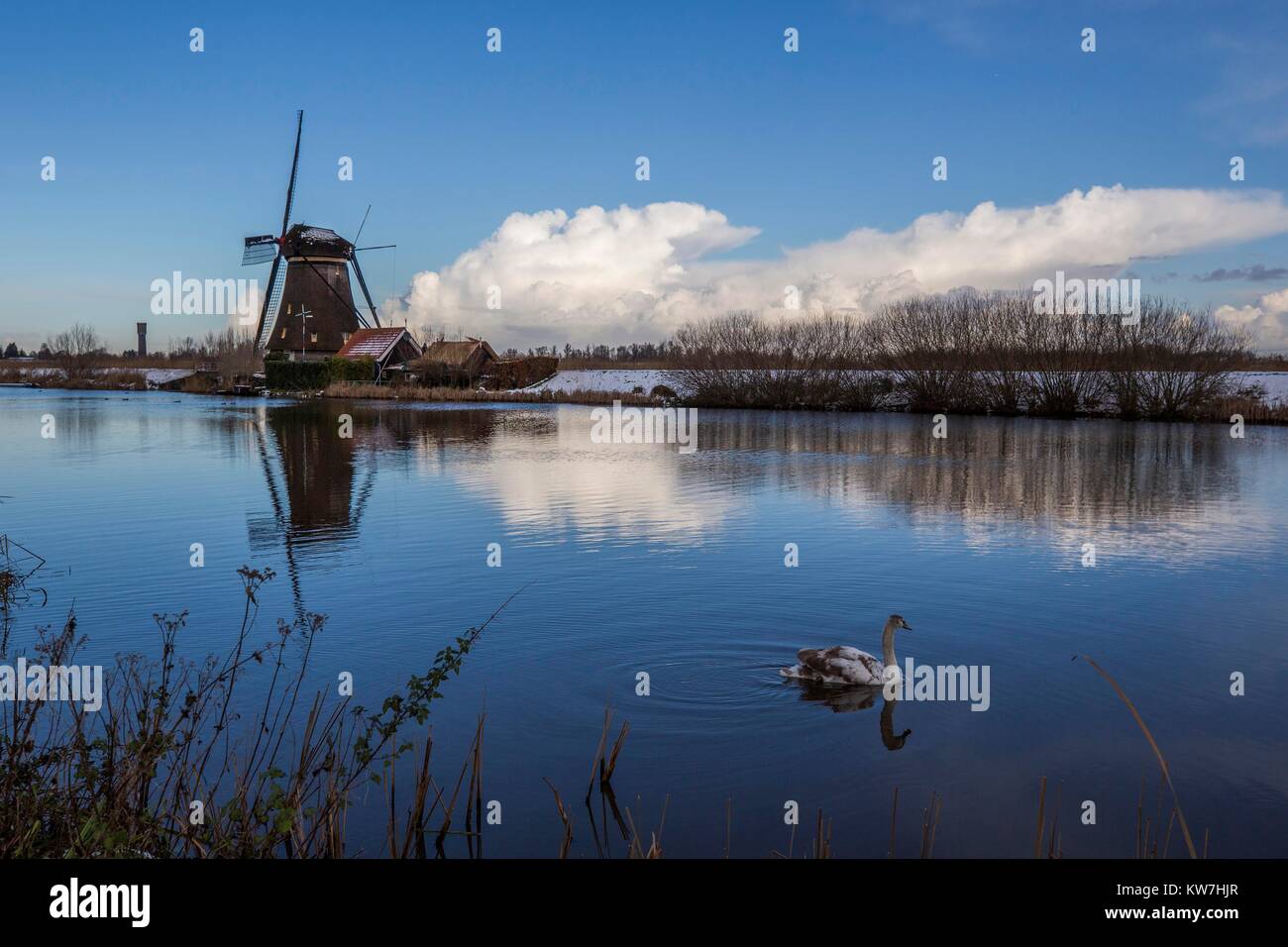 Kinderdijk Windmühle und Swan Stockfoto