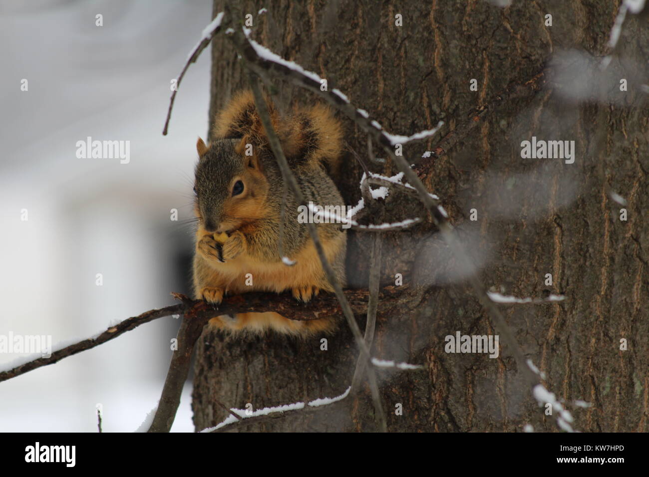 Eichhörnchen in einem Michigan Winter Stockfoto